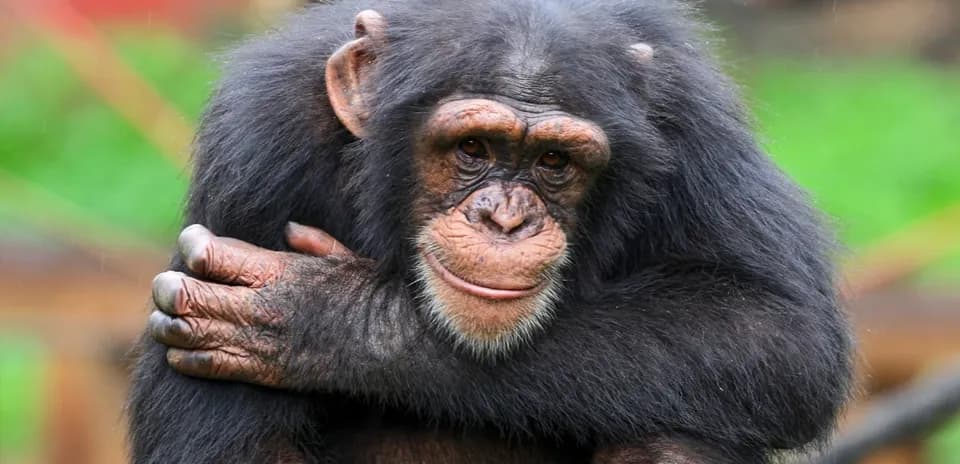 Chimpanzee sitting with arms crossed